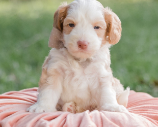 Goofy-Male-$3000