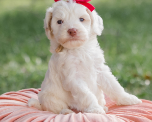 Minnie-Female-$3000