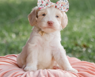 Daisy-Female-$3000
