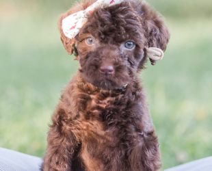 Challah-Female-$2800