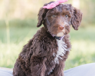Croissant-Female-$2800