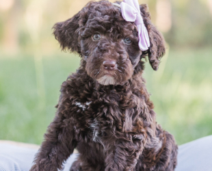 Pretzel-Female-$2800