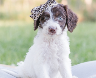 Cornbread-Female-$2800