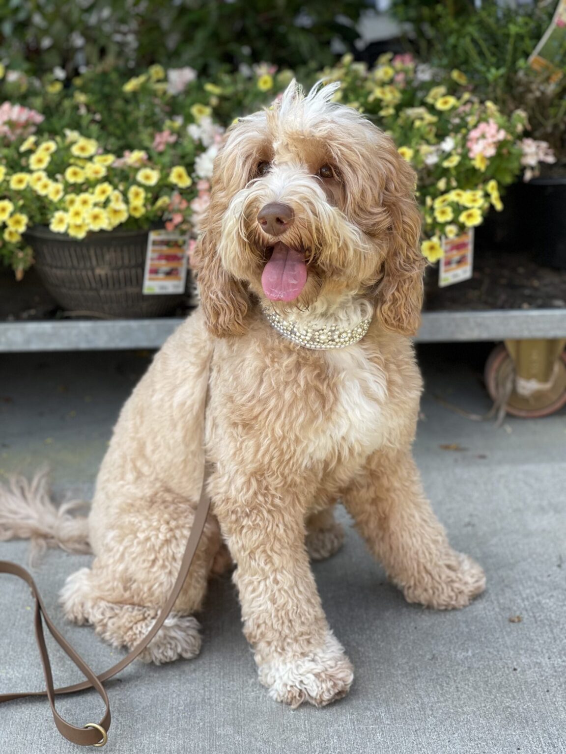Miniature Australian Labradoodles for Adoption in GA CNR Farms