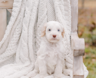 Loretta Lynn-Female-$3000