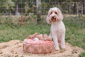 Mini Australian Labradoodle