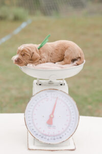 Caramel Mini Australian Labradoodle