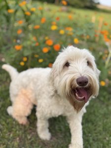 IMG_0883_2
