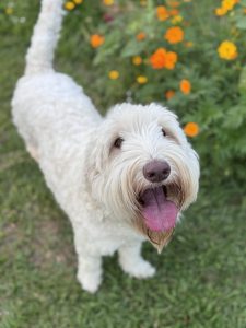 IMG_0885_2