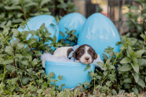 Chocolate Parti Medium Australian Labradoodle in a blue egg for Easter