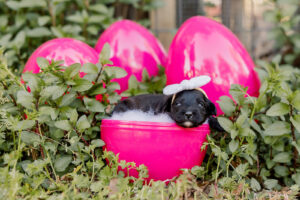 Black Mini Australian Labradoodle in Hot Pink Egg for Easter