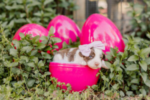 Chocolate Parti Medium Australian Labradoodle in a Hot Pink Egg for Easter