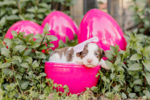 Chocolate Parti Medium Australian Labradoodle in a Hot Pink Egg for Easter