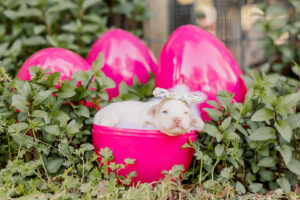 Caramel Parti Medium Australian Labradoodle in a Hot Pink egg for Easter