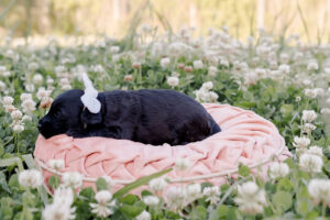 Black Mini Australian Labradoodle laying on pink pillow among the clover