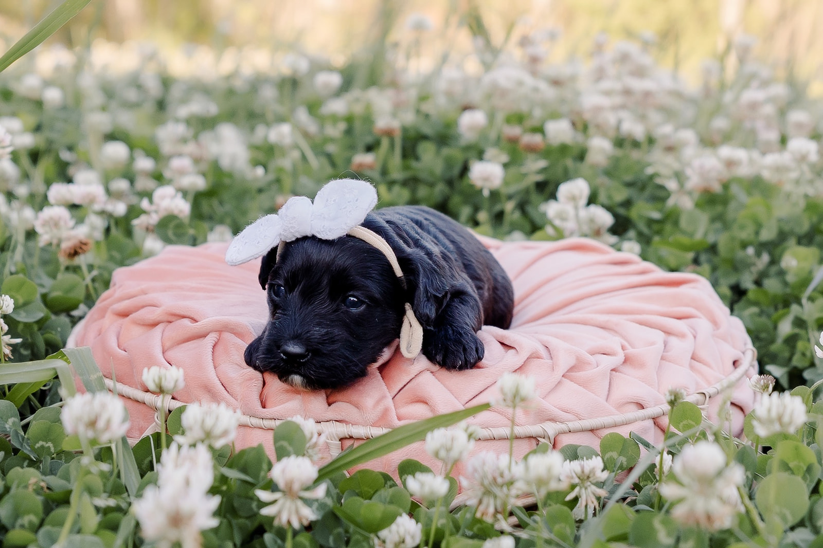 Black Mini Australian Labradoodle laying on pink pillow among the clover