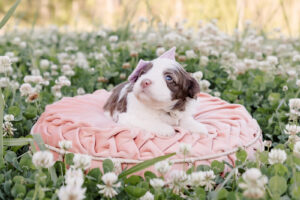 Chocolate Parti Medium Australian Labradoodle laying on a pink pillow among the clover