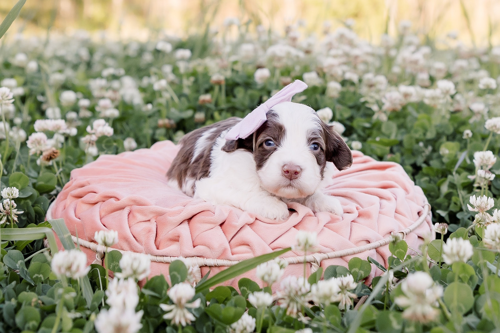 Chocolate Parti Medium Australian Labradoodle laying on a pink pillow among the clover