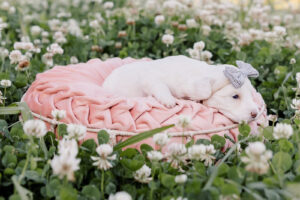 Caramel Parti Medium Australian Labradoodle laying on a pink pillow