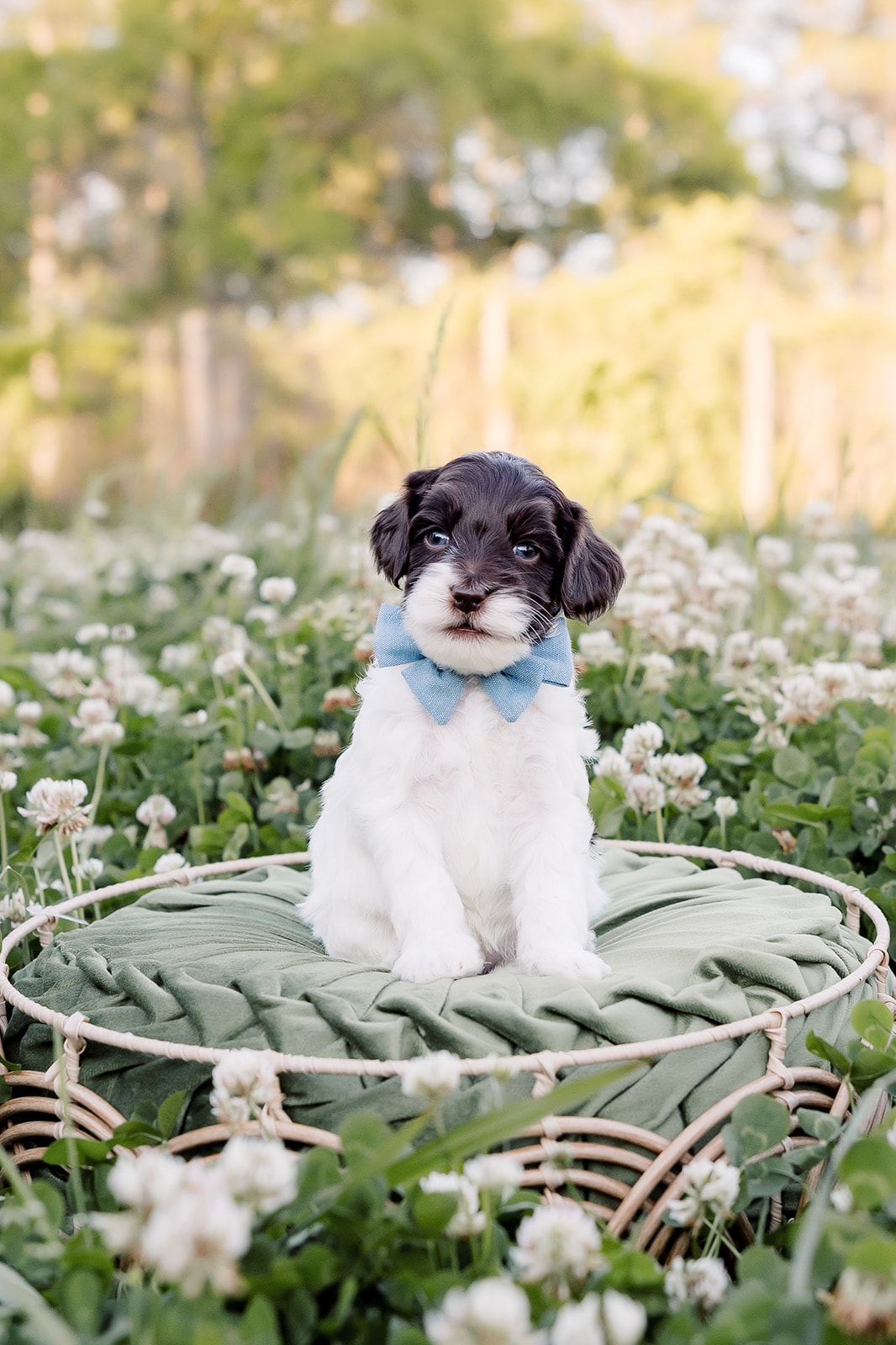 Australian Labradoodle Puppies for Sale by Breeder in Georgia | CNR Farms
