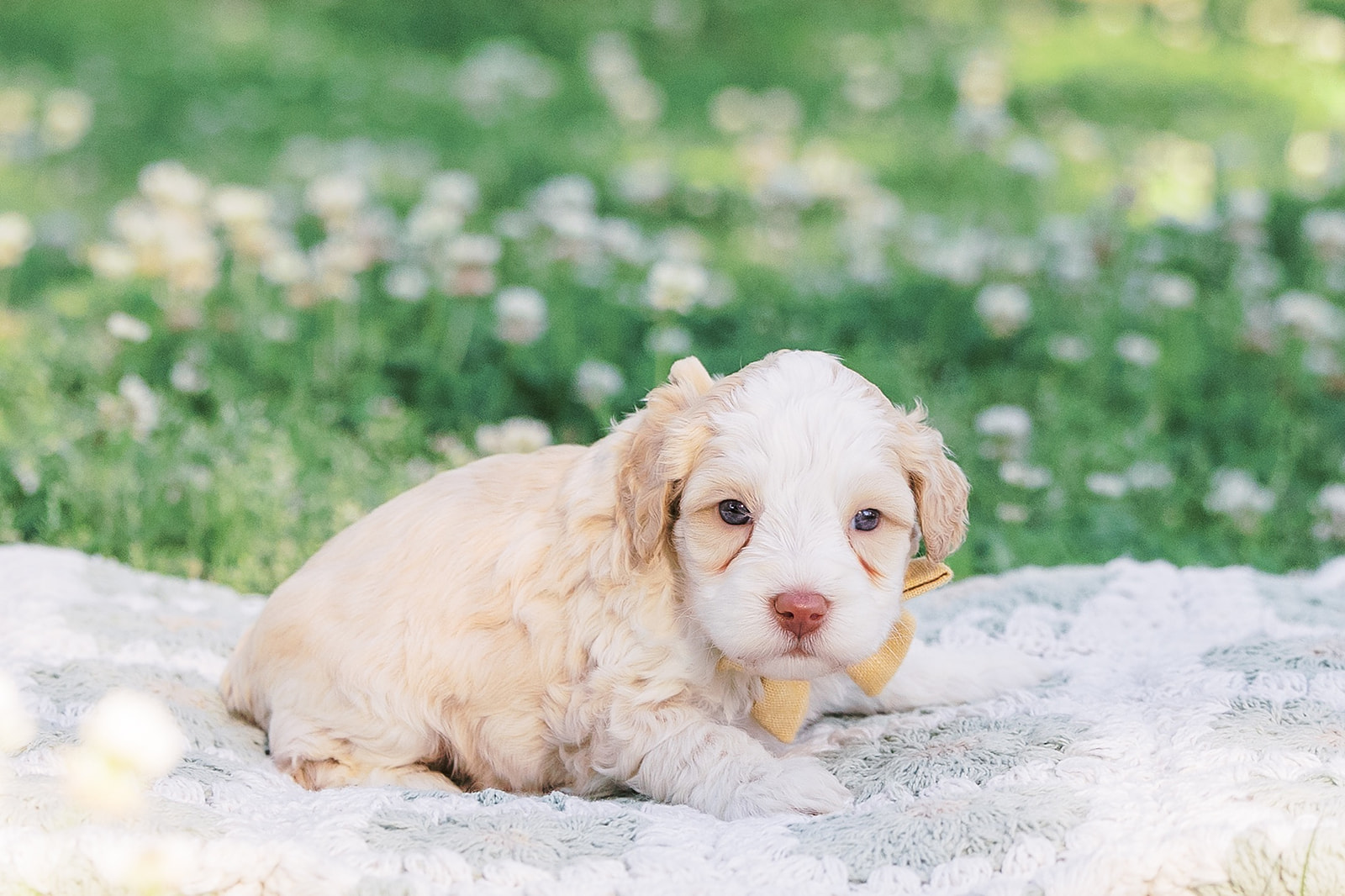 Australian Labradoodle Puppies for Sale by Breeder in Georgia | CNR Farms