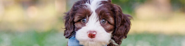 labradoodle puppy sitting in grass