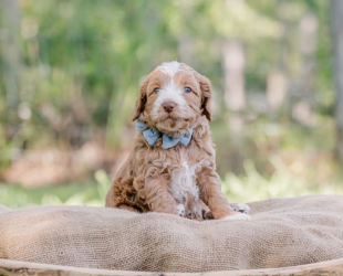 Chip-Male-$3000