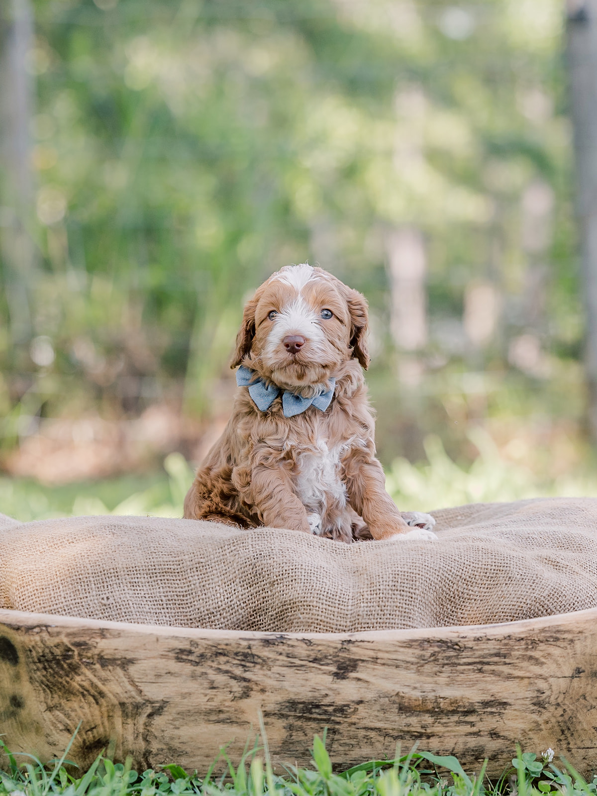 Chip-Male-$3000