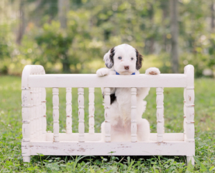 Angus-Male-$3000