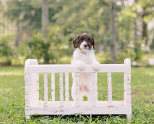Dexter-Male-$3000