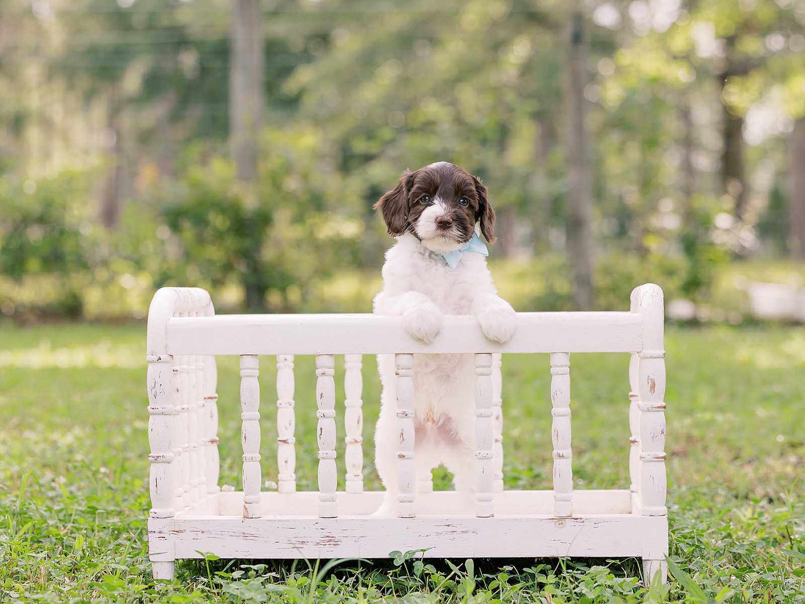 Dexter-Male-$3000