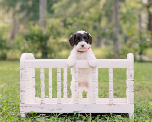 Hereford-Male-$3000