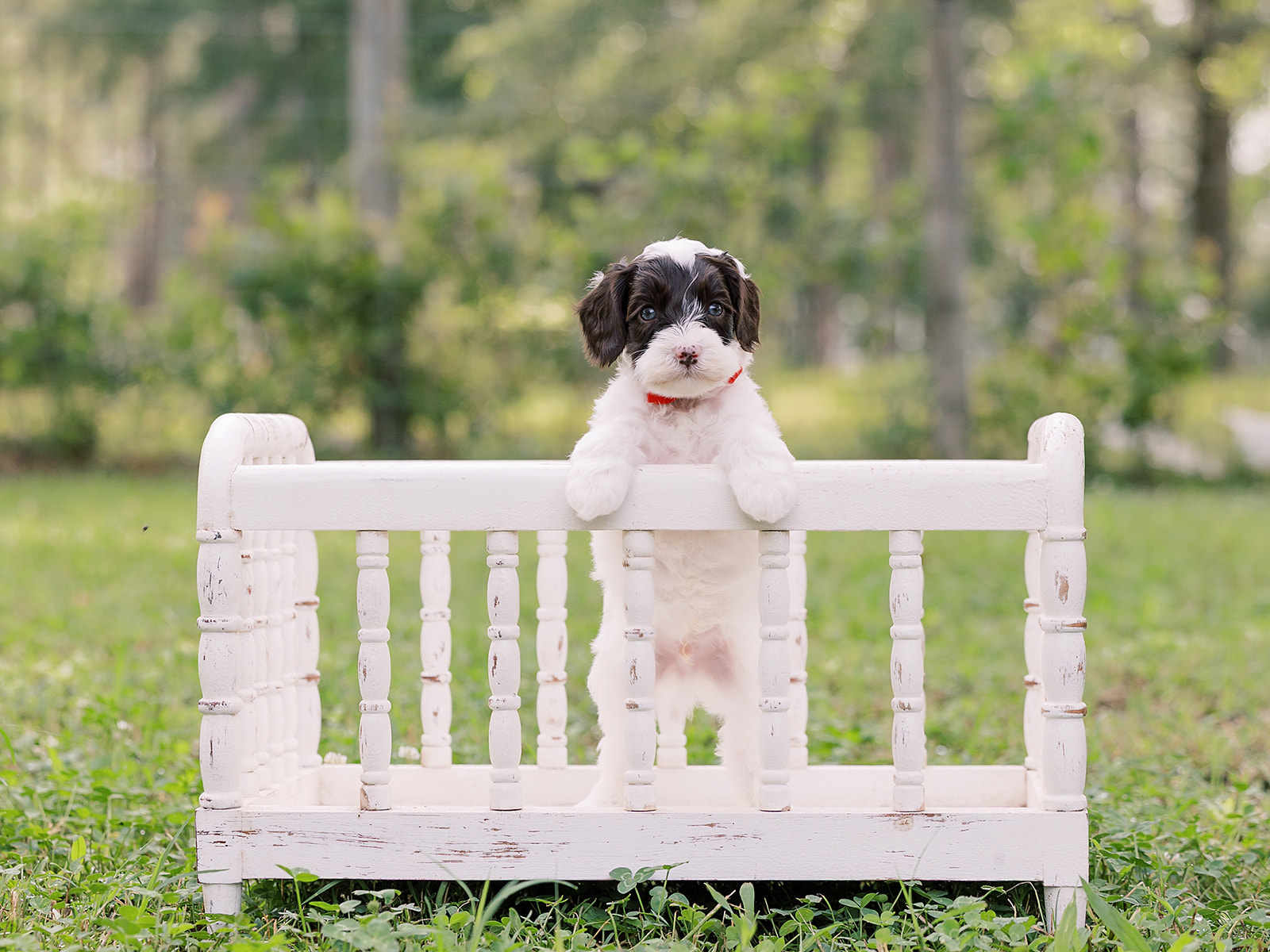 Hereford-Male-$3000