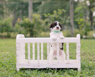 Highland-Male-$3000