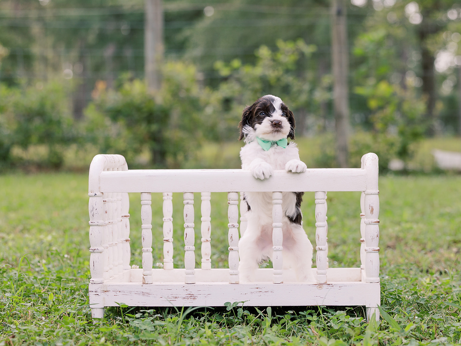 Highland-Male-$3000