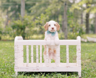 French Fry-Male-$3000