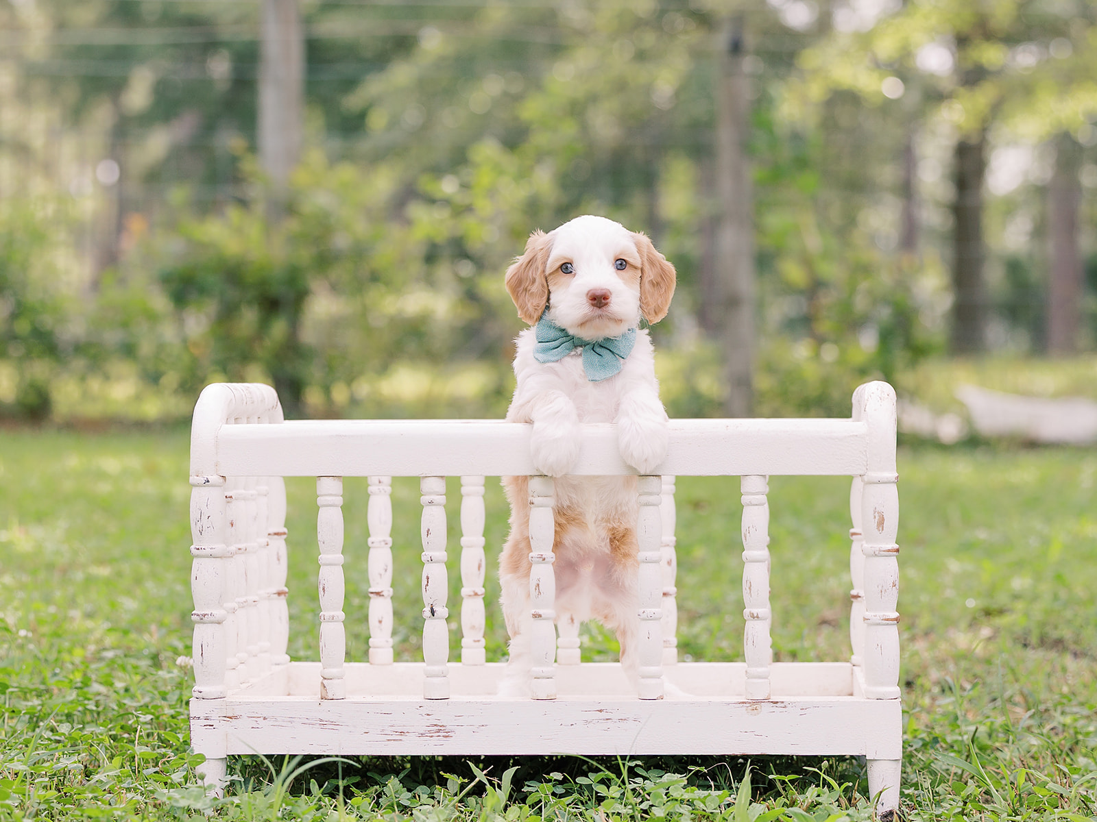 French Fry-Male-$3000