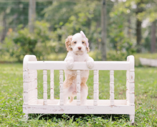 Tater Tot-Female-$3000