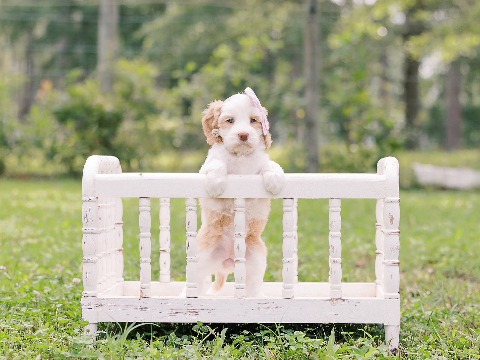 Tater Tot-Female-$3000