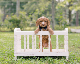 Spud-Male-$3000