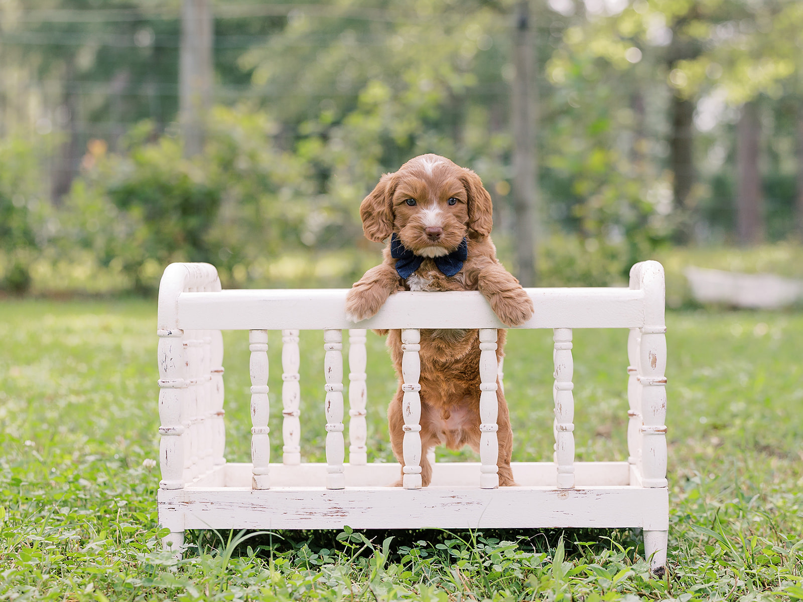 Spud-Male-$3000