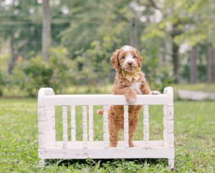 Chip-Male-$3000