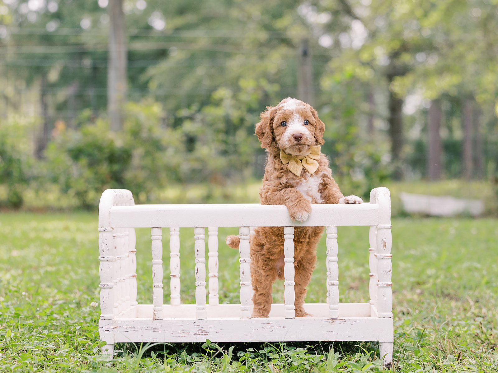 Chip-Male-$3000