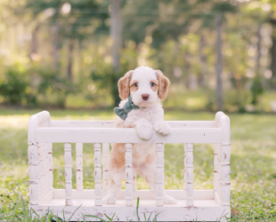 French Fry-Male-$3000