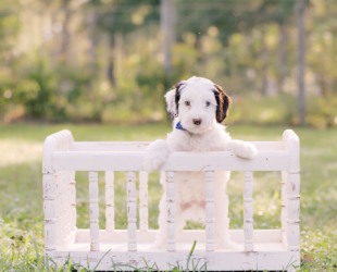 Angus-Male-$3000