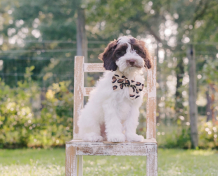 Jesse James-Male-$3000-Ready Now!