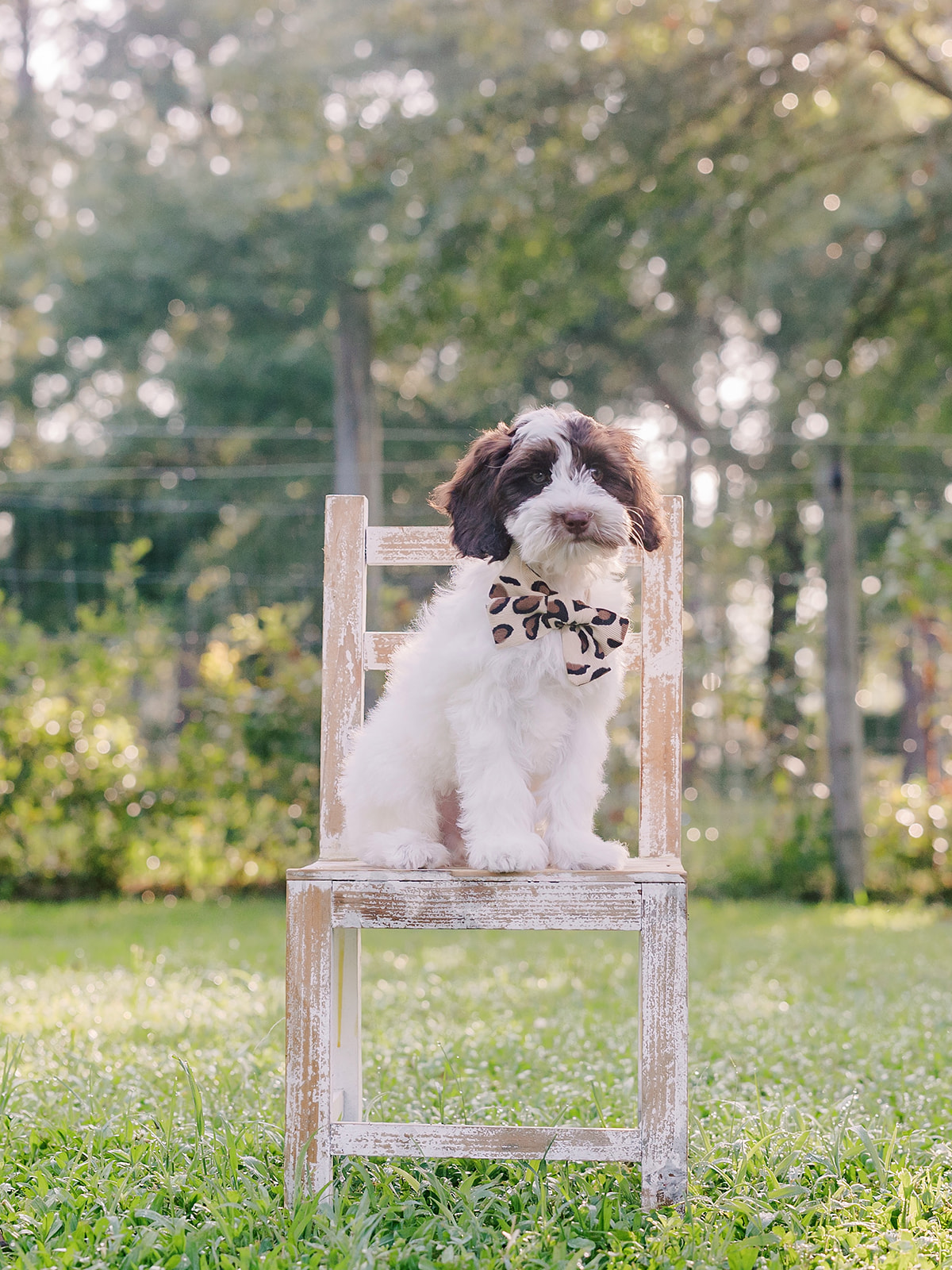 Jesse James-Male-$3000-Ready Now!