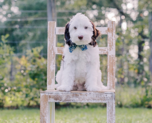 Angus-Male-$3000-Ready Now!