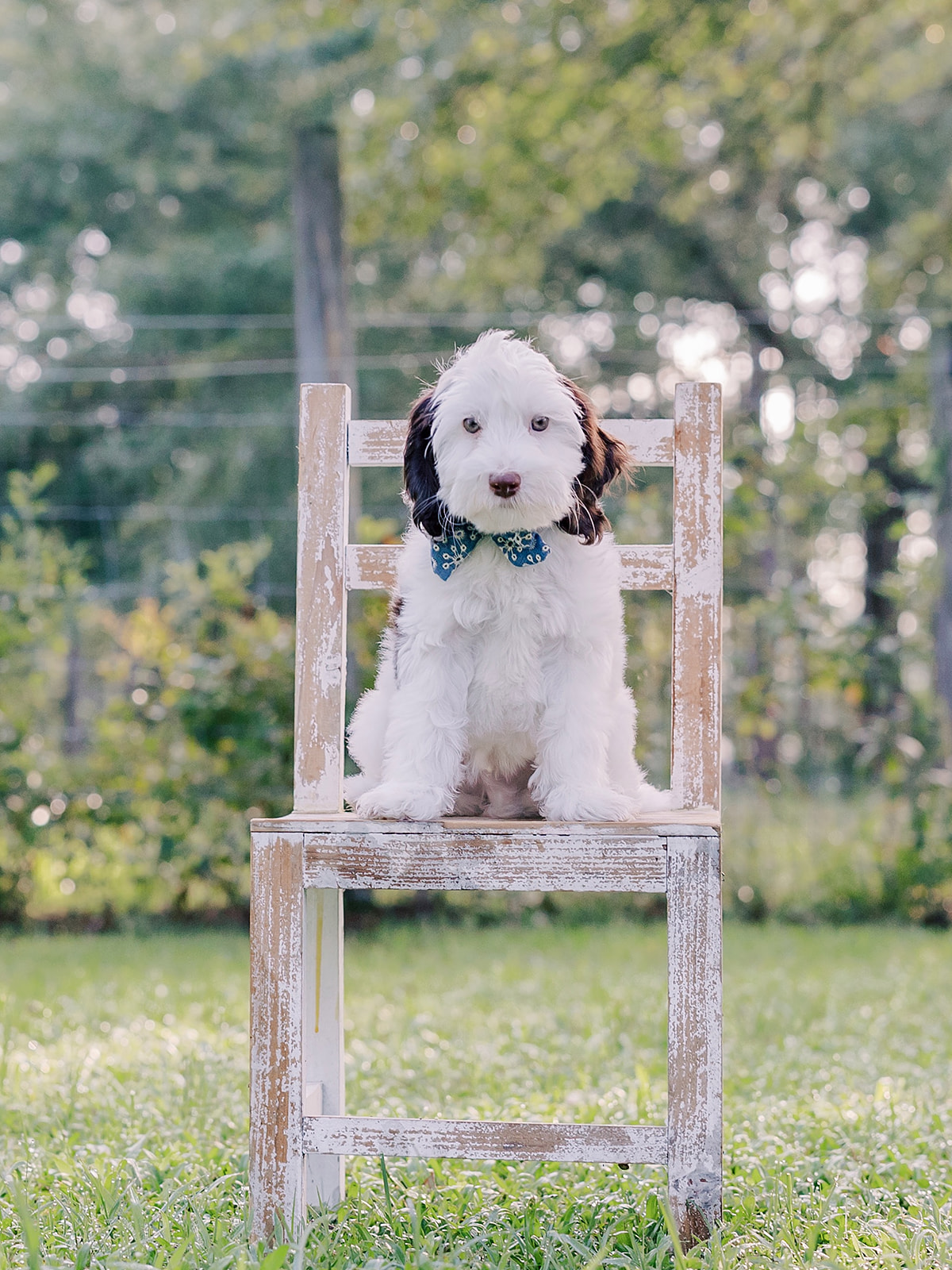 Angus-Male-$3000-Ready Now!