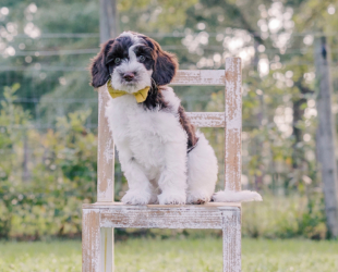 Highland-Male-$3000-Ready Now!
